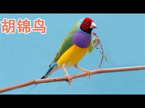 夢見彩色鳥